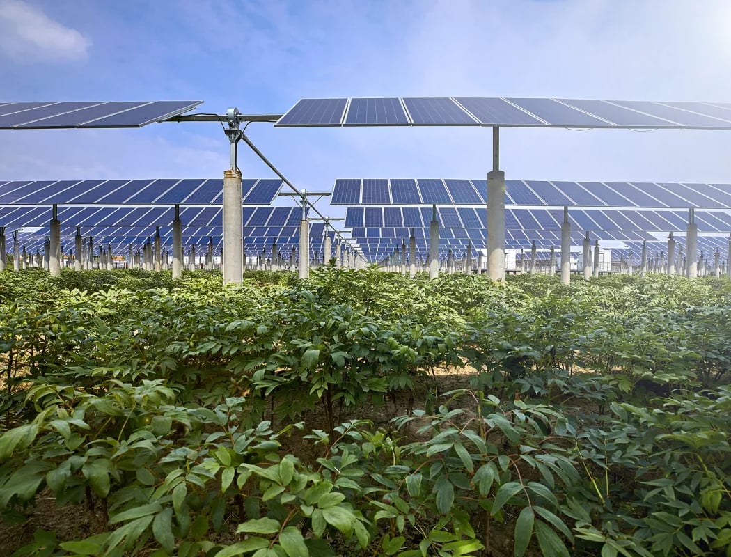 Agrivoltaics Webinar: Keeping the Farm in 'Solar Farm 1